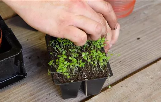 Steinkraut - Pikieren