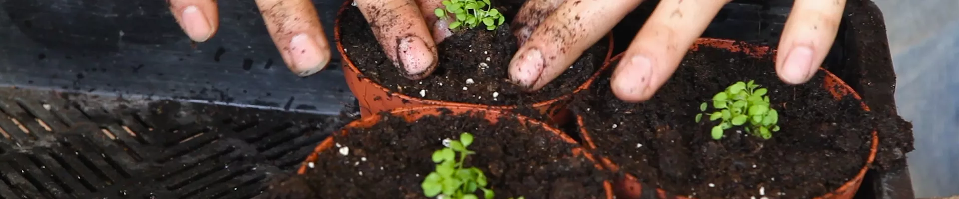 Steinkraut - Pikieren (thumbnail) Steinkraut - Pikieren (thumbnail)