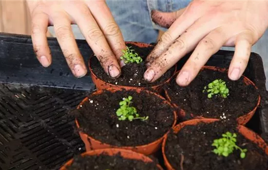 Steinkraut - Pikieren Steinkraut - Pikieren