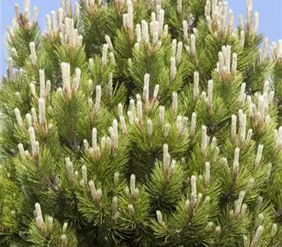 Pinus mugo