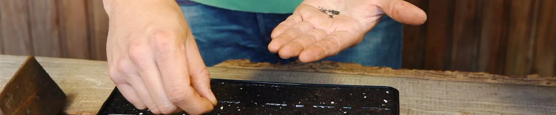 Sonnenhut - Aussäen von Samen (4)