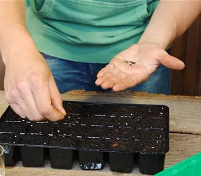 Sonnenhut - Aussäen von Samen