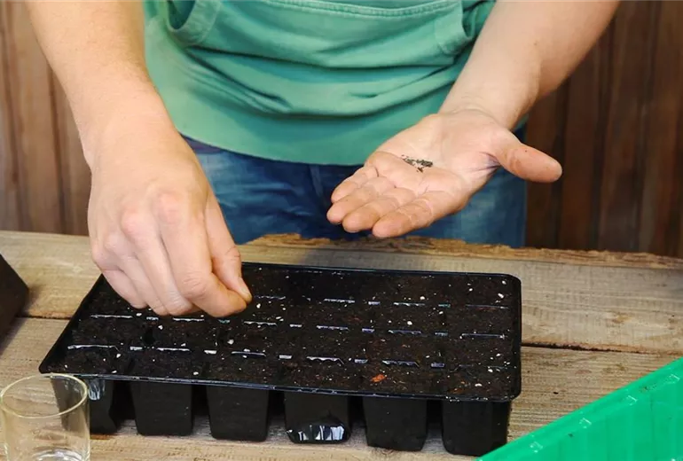 Sonnenhut - Aussäen von Samen (4)