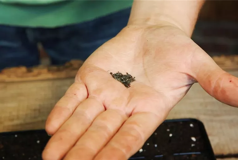 Sonnenhut - Aussäen von Samen (1)