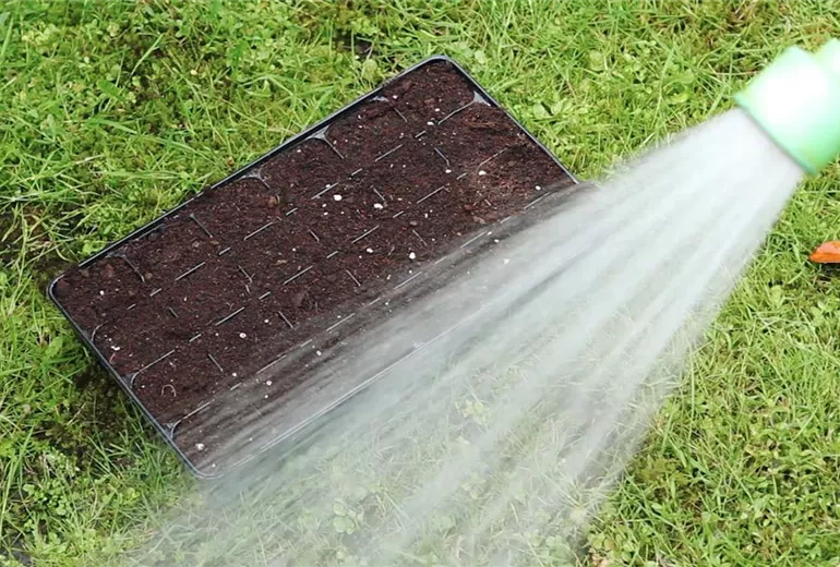 Sonnenhut - Aussäen von Samen (3)