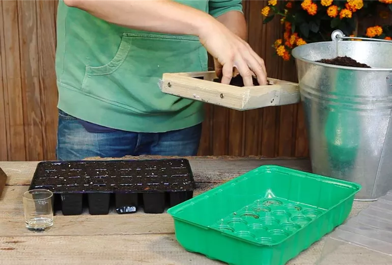 Sonnenhut - Aussäen von Samen (5)