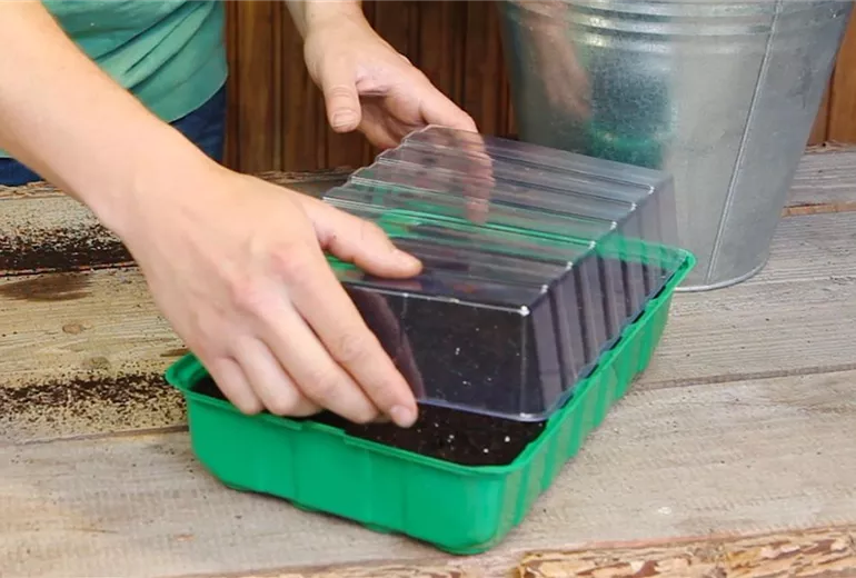 Sonnenhut - Aussäen von Samen (6)