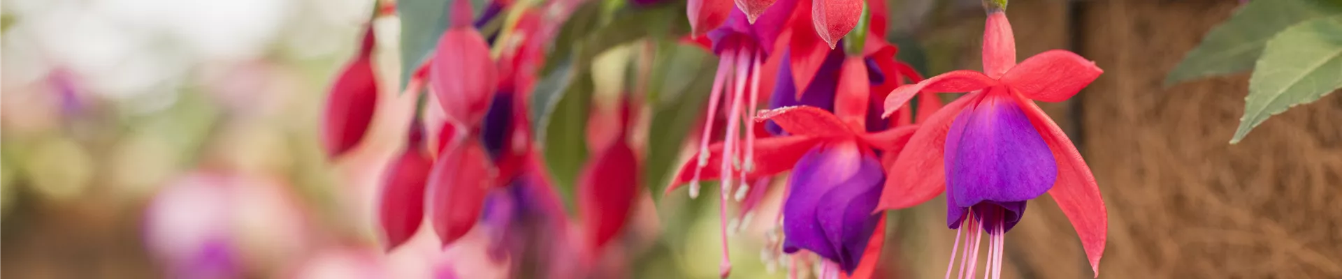 Fuchsia 'Arêtes Pompei'
