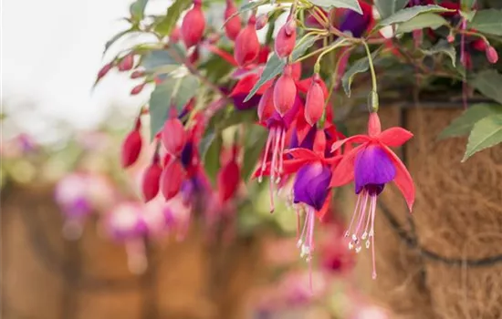 Fuchsien vermehren Fuchsien vermehren