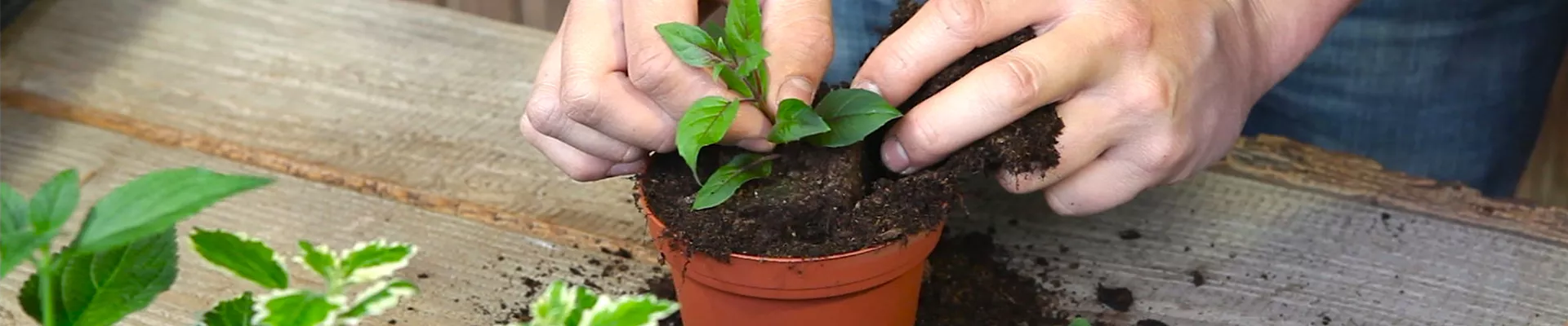 Fuchsien - Stecklinge Umtopfen (thumbnail)