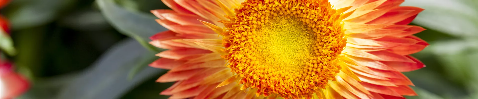 Helichrysum bracteatum Helichrysum bracteatum