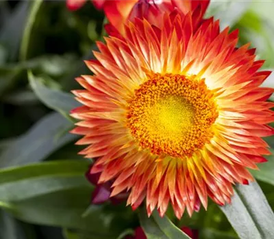 Trockenblumen als stilvolles Dekomaterial Trockenblumen als stilvolles Dekomaterial