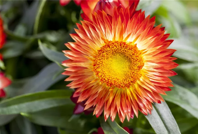 Helichrysum bracteatum