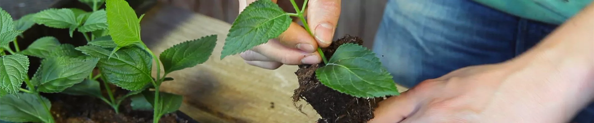 Wandelröschen - Stecklinge Umtopfen (thumbnail)