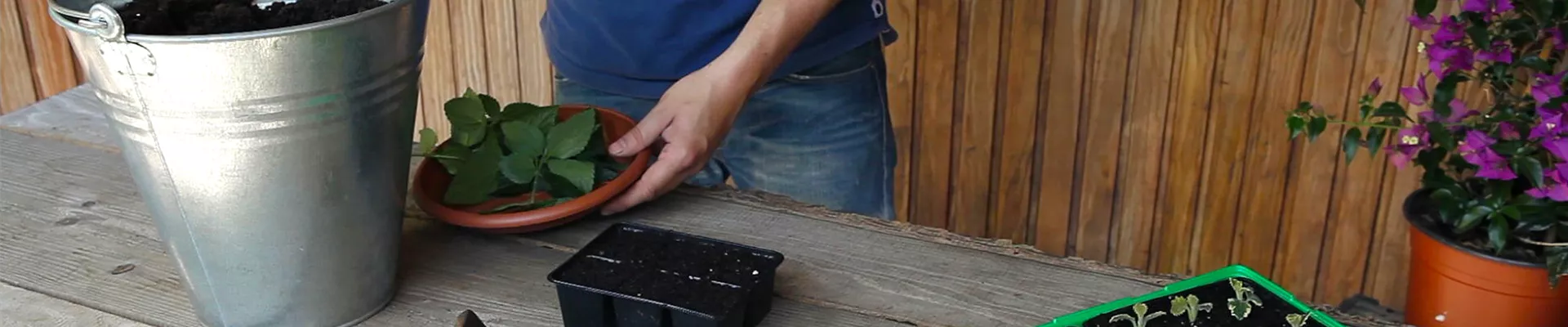 Wandelröschen - Vermehren durch Stecklinge (thumbnail)