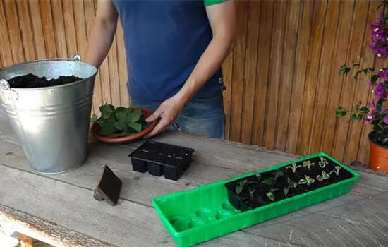 Wandelröschen - Vermehren durch Stecklinge Wandelröschen - Vermehren durch Stecklinge