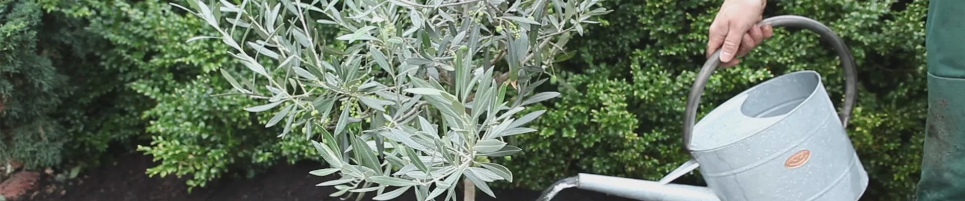 Olivenbaum - Einpflanzen im Garten (thumbnail)