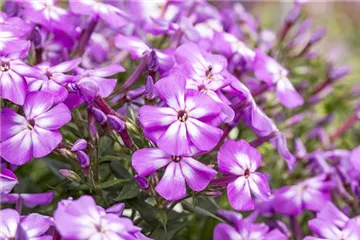 Flammenblumen lassen Ihren Garten in Farben baden