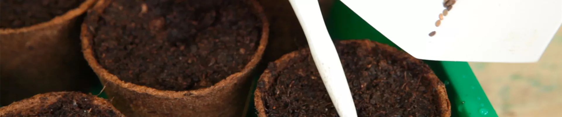 Flammenblume - Aussäen von Samen (thumbnail)