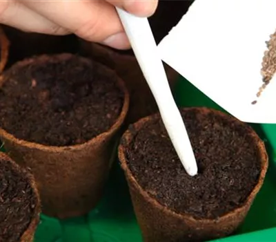 Flammenblume - Aussäen von Samen