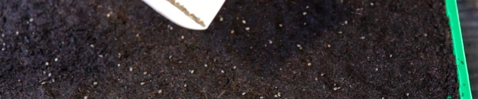 Mehliger Salbei - Aussäen von Samen (4) Mehliger Salbei - Aussäen von Samen (4)