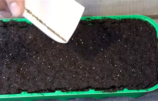 Mehliger Salbei - Aussäen von Samen Mehliger Salbei - Aussäen von Samen