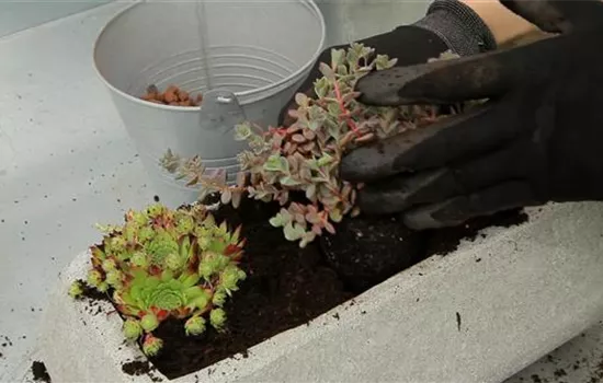 Steingartengewächse - Einpflanzen in ein Gefäß Steingartengewächse - Einpflanzen in ein Gefäß