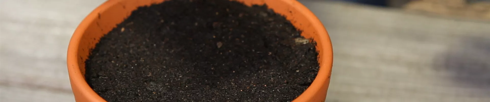 Thymian - Aussäen von Samen (thumbnail)