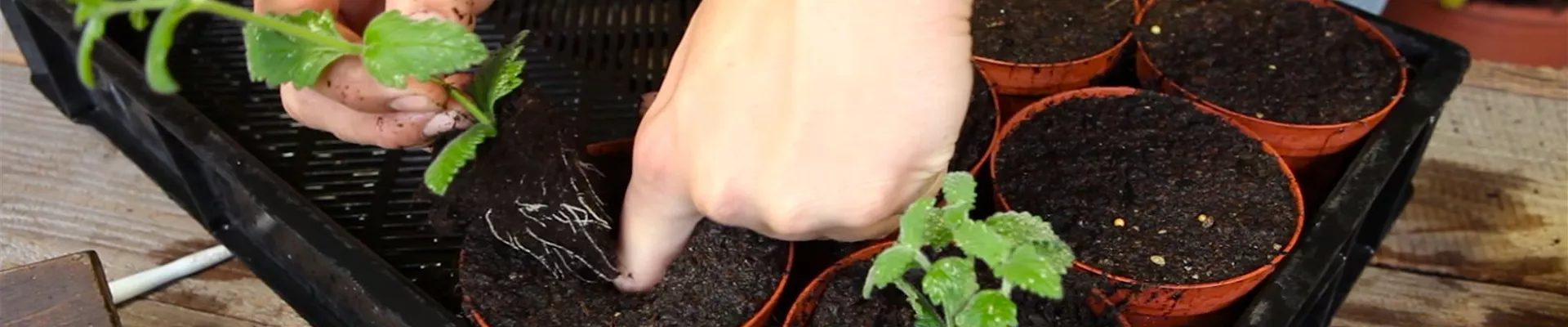 Eisenkraut - Pikieren (5)