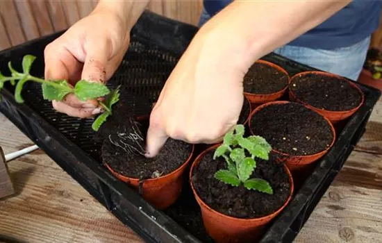 Eisenkraut - Pikieren Eisenkraut - Pikieren