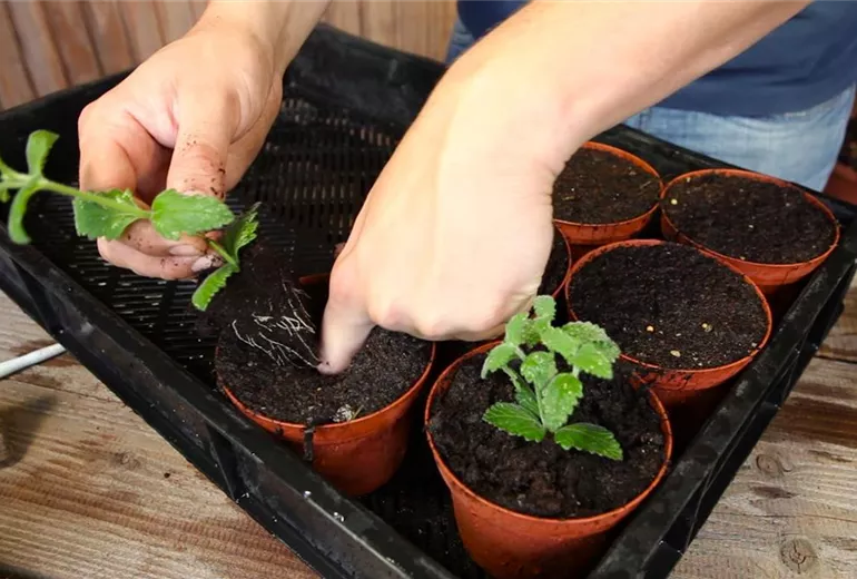 Eisenkraut - Pikieren (5)