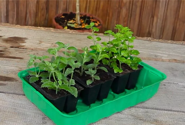 Eisenkraut - Pikieren (1)