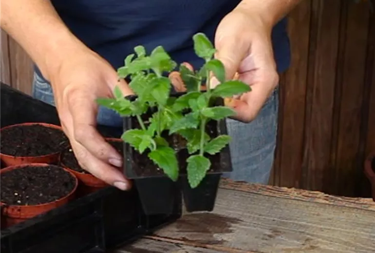 Eisenkraut - Pikieren (2)