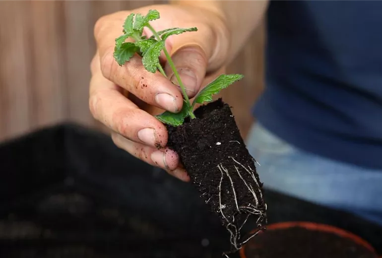 Eisenkraut - Pikieren (4)