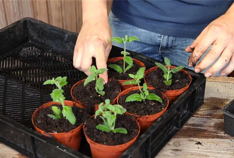 Eisenkraut - Pikieren (6)