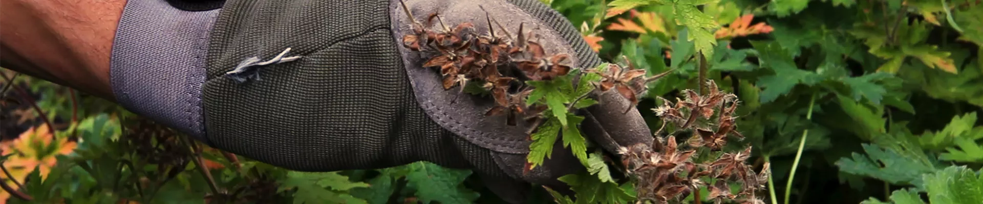 Storchschnabel - Zurückschneiden (thumbnail) Storchschnabel - Zurückschneiden (thumbnail)