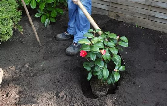 Kamelie - Einpflanzen im Garten