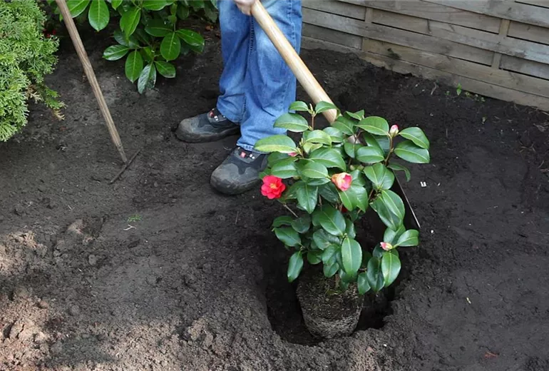 Kamelie - Einpflanzen im Garten (5)