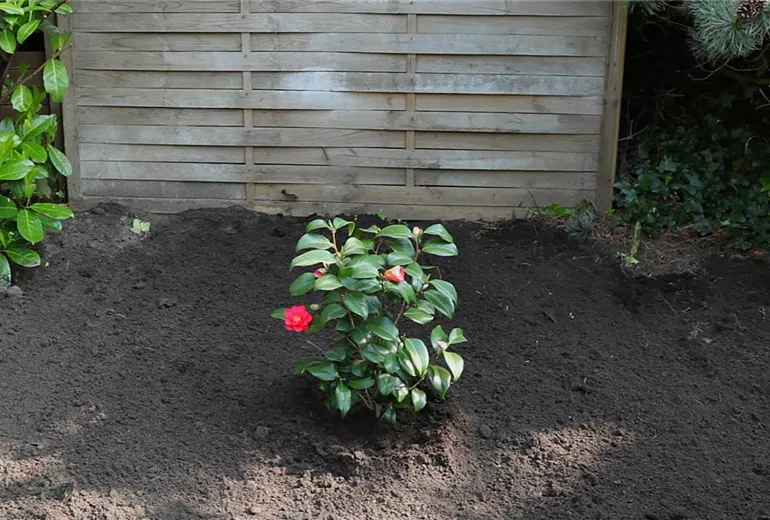 Kamelie - Einpflanzen im Garten (1)