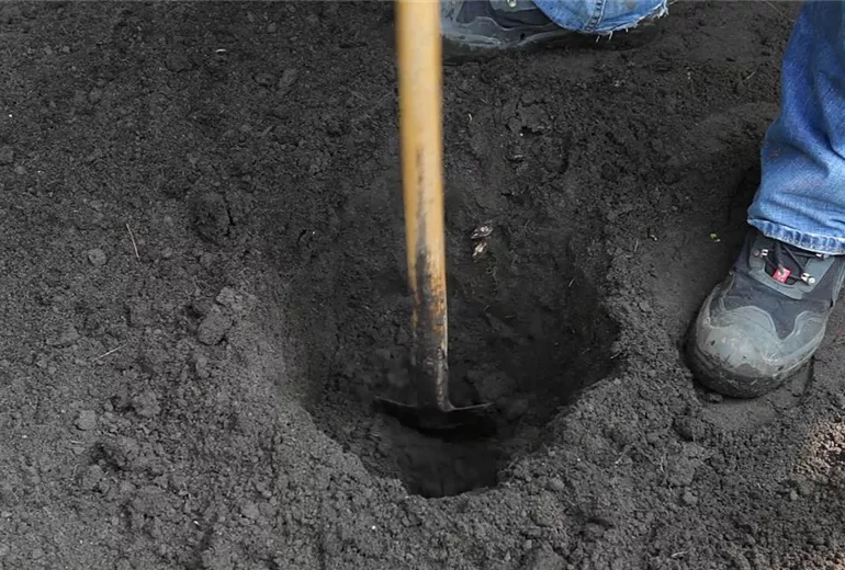 Kamelie - Einpflanzen im Garten (2)