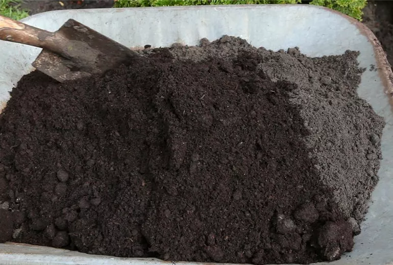 Kamelie - Einpflanzen im Garten (3)