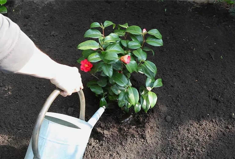 Kamelie - Einpflanzen im Garten (6)