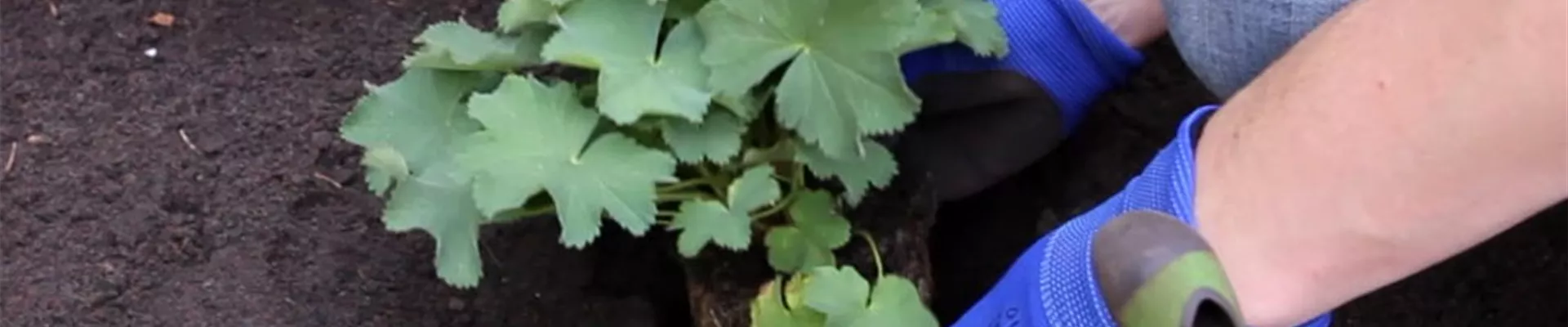 Frauenmantel - Einpflanzen im Garten (3) Frauenmantel - Einpflanzen im Garten (3)