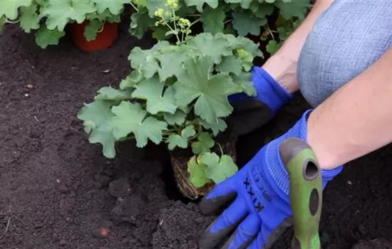 Frauenmantel - Einpflanzen im Garten Frauenmantel - Einpflanzen im Garten