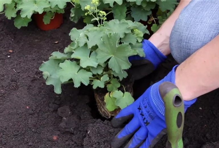Frauenmantel - Einpflanzen im Garten (3) Frauenmantel - Einpflanzen im Garten (3)