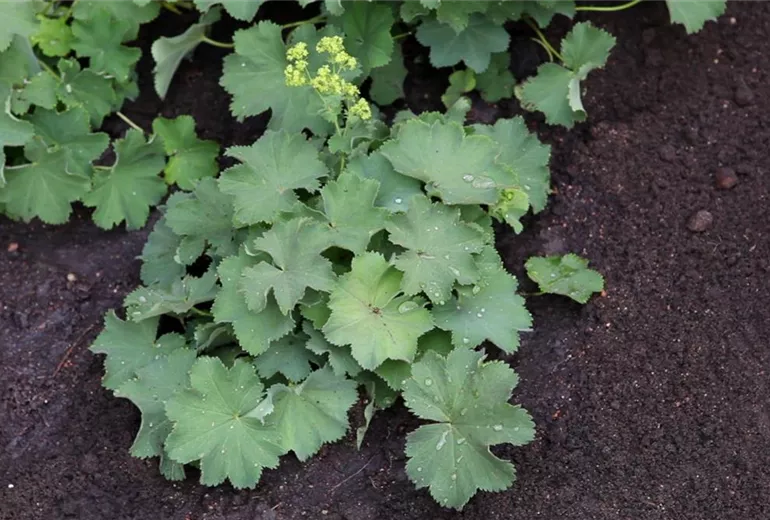 Frauenmantel - Einpflanzen im Garten (1) Frauenmantel - Einpflanzen im Garten (1)