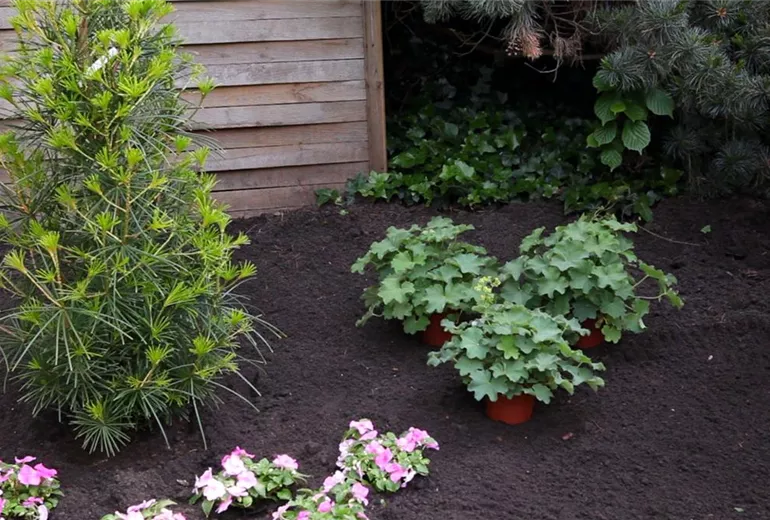 Frauenmantel - Einpflanzen im Garten (2) Frauenmantel - Einpflanzen im Garten (2)