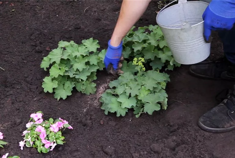 Frauenmantel - Einpflanzen im Garten (4) Frauenmantel - Einpflanzen im Garten (4)