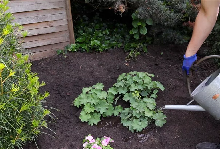 Frauenmantel - Einpflanzen im Garten (5) Frauenmantel - Einpflanzen im Garten (5)