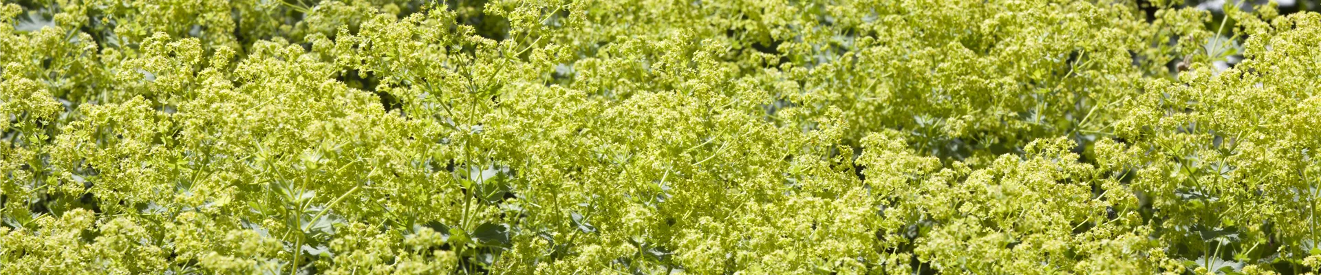 Alchemilla xanthochlora Alchemilla xanthochlora